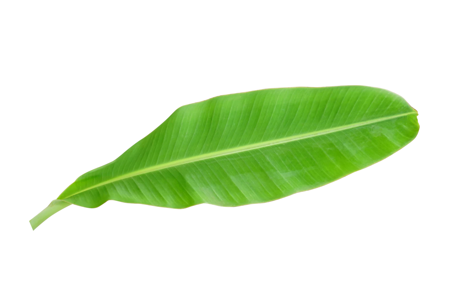 Banana Leaf 1kg