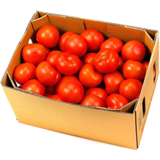Fresh Tomato M Box 10kg